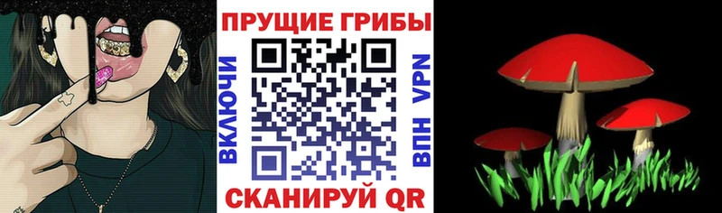 купить наркоту  Волжск  дарк нет телеграм  Псилоцибиновые грибы Cubensis 